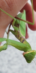Hierodula transcaucasica