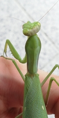 Hierodula transcaucasica