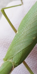 Hierodula transcaucasica