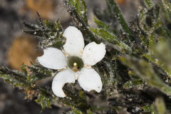 Orianthera spermacocea