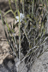 Orianthera spermacocea