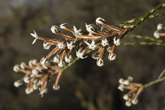 Lysinema pentapetalum