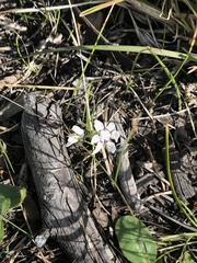 Wurmbea dioica