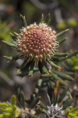 Banksia carlinoides