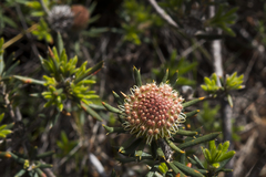 Banksia carlinoides