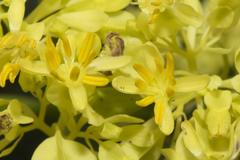 Glischrocaryon aureum