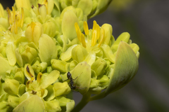 Glischrocaryon aureum