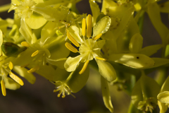 Glischrocaryon aureum