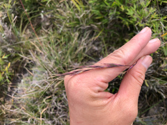 Elymus formosanus