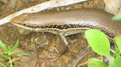 Trachylepis depressa