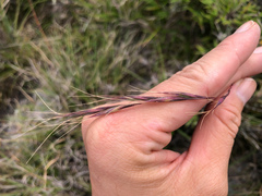 Elymus formosanus