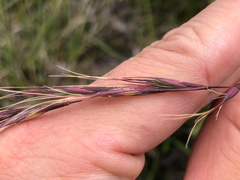 Elymus formosanus