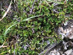 Cotoneaster subadpressus