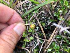 Cotoneaster subadpressus