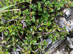 Cotoneaster subadpressus