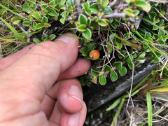 Cotoneaster subadpressus
