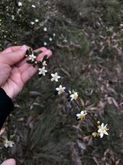 Asterolasia asteriscophora albiflora