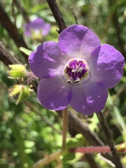 Pholistoma auritum auritum