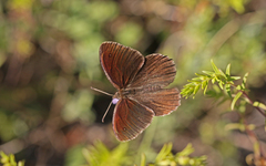 Satyrus actaea