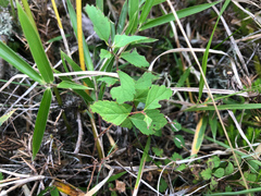 Spiraea morrisonicola