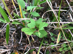 Spiraea morrisonicola
