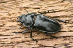 Neolucanus maximus