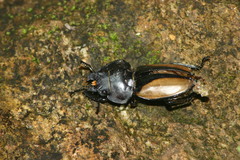 Neolucanus parryi