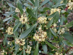 Tasmannia