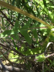 Pholistoma auritum auritum