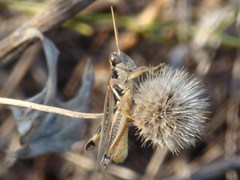 Melanoplus keeleri