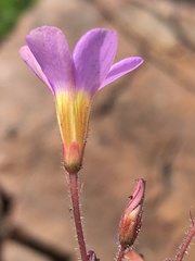 Oxalis attaquana