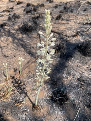 Drimia sanguinea