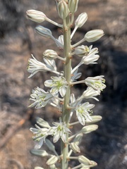 Drimia sanguinea