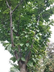 Prunus × lannesiana