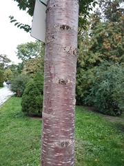 Prunus × lannesiana