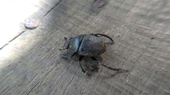 Paragymnopleurus maurus