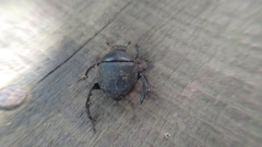 Paragymnopleurus maurus