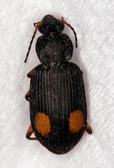 Chlaenius perspicillaris