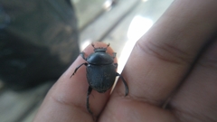 Paragymnopleurus maurus