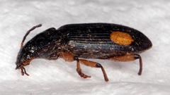 Chlaenius perspicillaris
