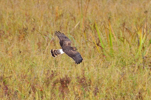 Aguilucho pálido (Circus cyaneus)