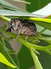 Eutyrhinus meditabundus