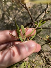 Amyema gaudichaudii