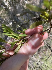 Amyema gaudichaudii