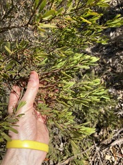 Amyema gaudichaudii