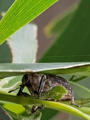 Eutyrhinus meditabundus