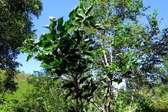 Ocotea bullata