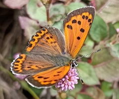 Lycaena panava