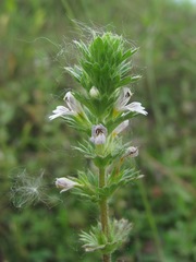 Euphrasia caucasica