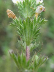 Euphrasia caucasica